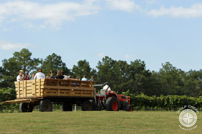 Americus grape stomp highlights agriculture